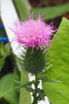 Cirsium vulgare