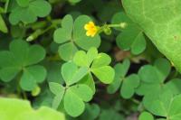 Oxalis corniculata