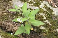 Solanum chenopodioides