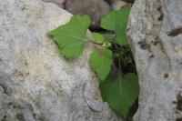 Xanthium
