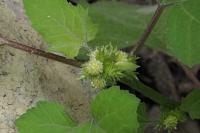 Xanthium