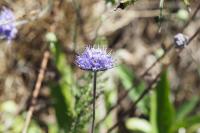 Succisa pratensis