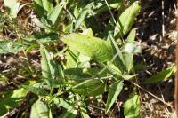 Succisa pratensis