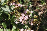 Centaurium erythraea