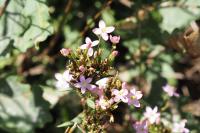Centaurium erythraea
