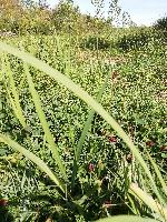 Sanguisorba officinalis