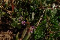 Lythrum hyssopifolia