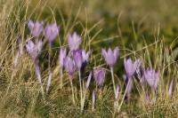 Crocus nudiflorus