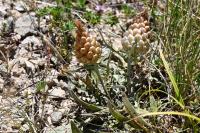 Rhaponticum coniferum