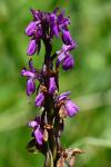 Dactylorhiza elata