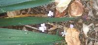 Cyclamen hederifolium