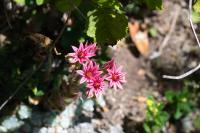 Sempervivum arachnoideum