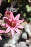 Sempervivum arachnoideum