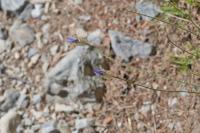 Catananche caerulea