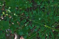Laserpitium gallicum