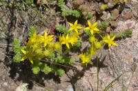 Sedum acre