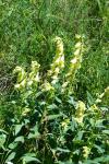 Digitalis grandiflora