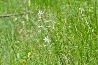 Anthericum liliago