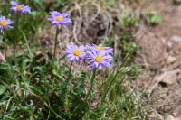 Aster alpinus