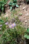 Aster alpinus