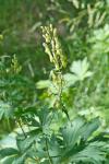 Aconitum lycoctonum