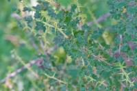 Ribes uva-crispa