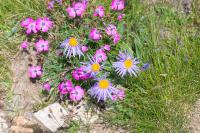 Aster alpinus