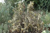 Cylindropuntia imbricata