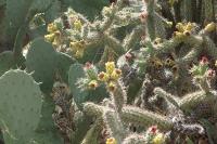Cylindropuntia imbricata