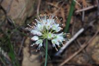 Allium ericetorum