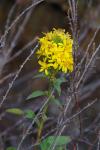 Solidago virgaurea