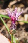 Serratula tinctoria
