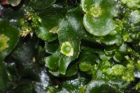 Dumortiera hirsuta