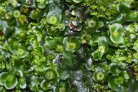 Dumortiera hirsuta