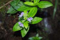 Veronica ponae