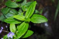 Veronica ponae
