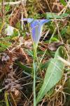 Gentiana pneumonanthe