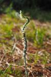 Spiranthes spiralis