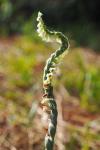 Spiranthes spiralis