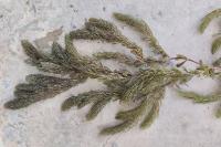Ceratophyllum demersum