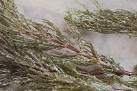 Ceratophyllum demersum