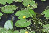 Nuphar lutea