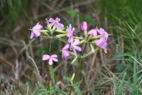 Saponaria officinalis
