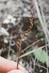 Spiranthes spiralis