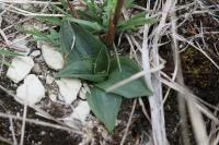 Spiranthes spiralis