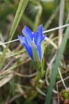 Gentiana pneumonanthe