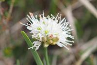 Allium ericetorum
