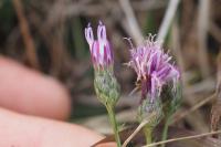 Serratula tinctoria