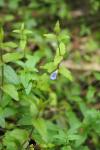 Scutellaria galericulata