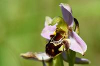 Ophrys apifera